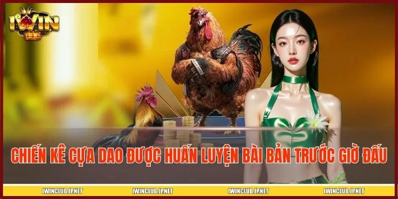 Chiến kê cựa dao được huấn luyện bài bản trước giờ thi đấu